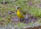 IMG_1294-Siskin.jpg