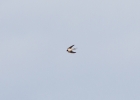 IMG_1768-Swallow.jpg