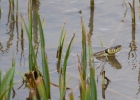 IMG_1790-Grass-snake.jpg