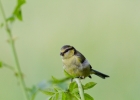 IMG_1995-Blue-tit.jpg