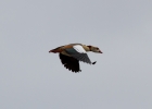 IMG_2102-Egyptian-goose.jpg
