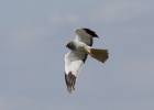 IMG_2434-Hen-harrier.jpg