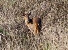 IMG_3082-Muntjac.jpg