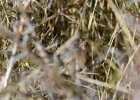 IMG_3131-Subalpine-warbler.jpg