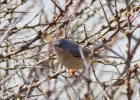 IMG_3209-Subalpine-warbler.jpg