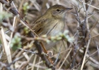 IMG_3443-Grasshopper-warble.jpg