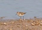IMG_3443-Little-stint.jpg