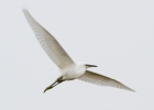 IMG_3450-Little-egret.jpg