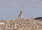 IMG_3531-Short--toed-lark.jpg