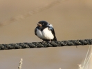 IMG_3767-Swallow.jpg