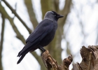 IMG_3769-Jackdaw.jpg