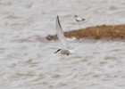 IMG_3780-Common-tern.jpg