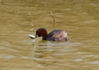 IMG_3810-Little-grebe.jpg