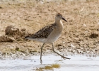 IMG_3917-Ruff.jpg