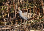 IMG_3925-Water-rail.jpg