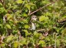 IMG_3929-Garden-warbler.jpg