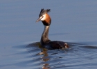 IMG_3942-G-C--grebe.jpg