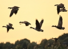 IMG_4169-Canada-geese.jpg