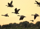 IMG_4170-Canada-geese.jpg