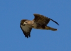 IMG_4199-Common-buzzard.jpg