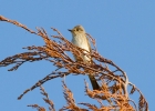 IMG_4921-Spotted-flycatcher.jpg