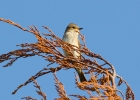 IMG_4923-Spotted-flycatcher.jpg