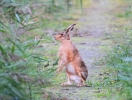 IMG_5072-Hare.jpg