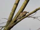 IMG_5284-Spotted-flycatcher.jpg