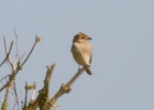IMG_5330-Red-backed-shrike.jpg