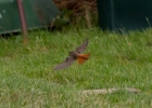 IMG_6793-Black-redstart.jpg