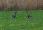 IMG_6811-White-fronted-gees.jpg