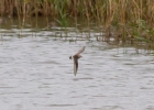 IMG_6886-White-rumped-sandp.jpg