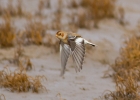 IMG_7062-Snow-bunting~0.jpg