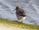 IMG_7538-Purple-sandpiper.jpg