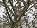 IMG_7740_Whitethroat.jpg