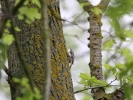 IMG_7798_Tree-creeper.jpg