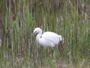 IMG_7808_W-Egret.jpg