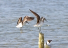 IMG_7924-Greenshank.jpg