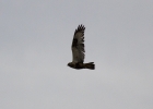 IMG_8174-Rough-legged-buzza.jpg
