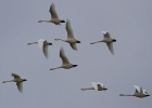 IMG_8223-Bewick-swans.jpg