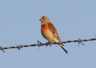 IMG_8230-Linnet.jpg