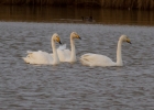 IMG_8230-Whooper-swan.jpg