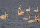 IMG_8236-Whooper-and-bewick.jpg