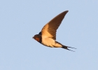 IMG_8274-Swallow.jpg