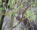 IMG_8417-Wren.jpg