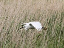 IMG_8846_Egret.jpg