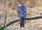 IMG_8916-Sparrowhawk.jpg