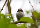 IMG_8986-Long-tailed-tit.jpg