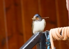 IMG_9027-Swallow.jpg