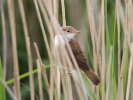 IMG_9033--Reed-Warbler.jpg